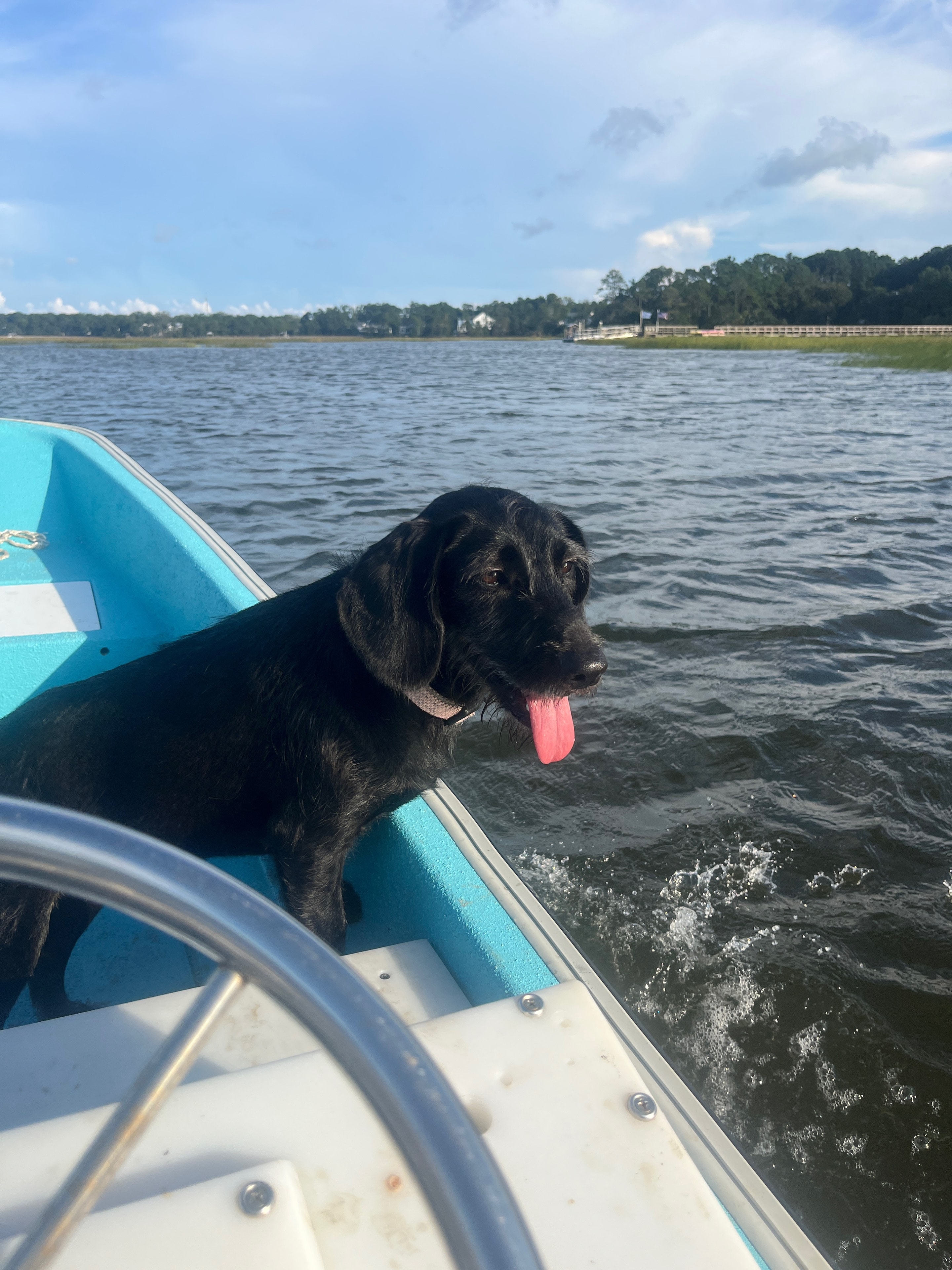 Nora's dog enjoying a boat ride on the Lowcountry waterways